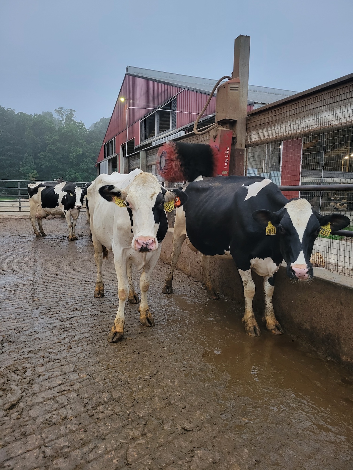Holstein dairy cows standing near a Lely cow brush at a Michigan dairy farm, showcasing clean and comfortable conditions maintained by dairy farmers.