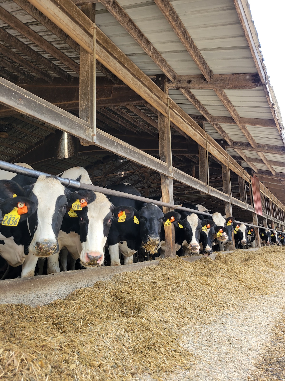 Holstein cows with ear tags eating hay in a barn, showcasing daily farm life for a dairy farmer.