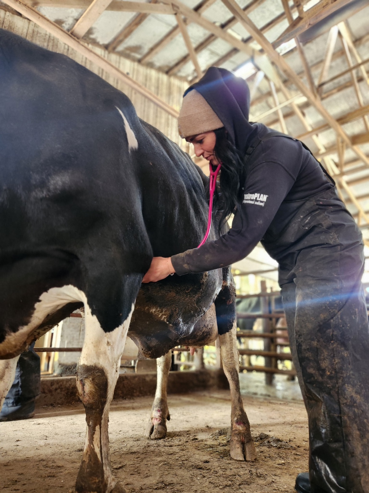 Dairy farmer using a stethoscope to check the health of a cow inside a barn, highlighting animal care practices on modern dairy farms.