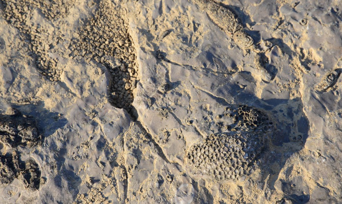 Dinosaur fossil footprints preserved in rock, a must-see educational stop for Louisville Kentucky family adventures.