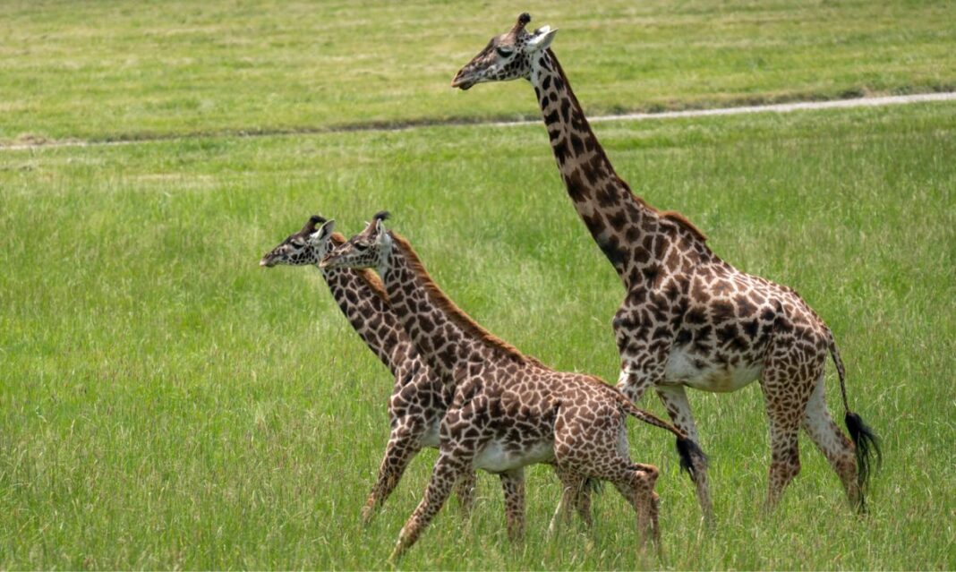 A giraffe family walking through the open grasslands at The Wilds in Ohio, a conservation-focused safari park known for up-close animal encounters.