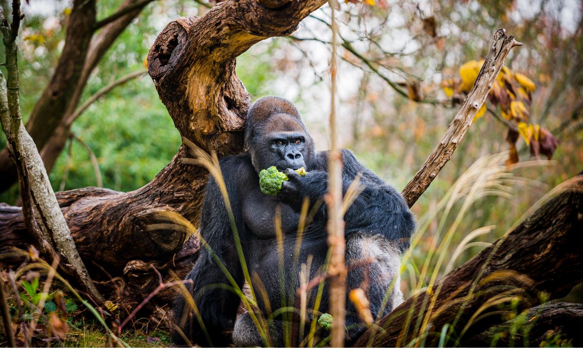 Majestic gorilla sitting among trees and eating broccoli, captured during a family adventure travel road trip to a wildlife park or zoo.