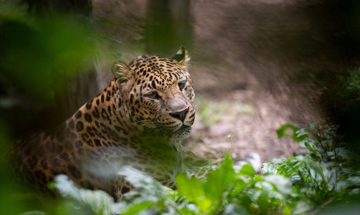 Close-up of a jaguar resting in lush greenery, spotted during a family adventure travel road trip to a wildlife sanctuary.