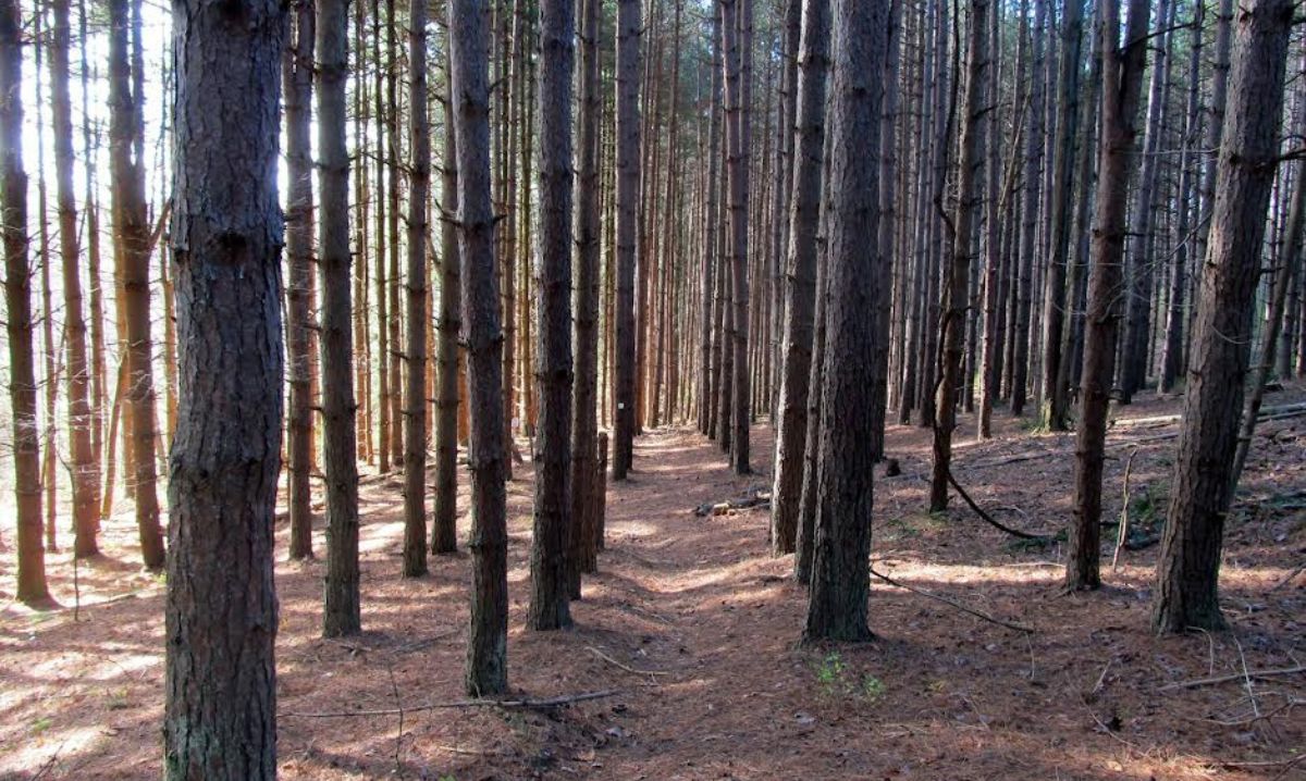 Serene pine forest trail with tall, straight trees near The Wilds in Ohio, offering quiet hiking and nature exploration opportunities.