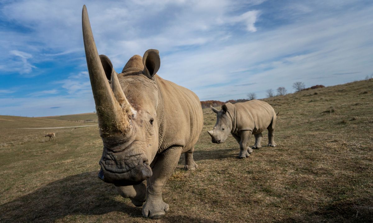 Close-up of southern white rhinos walking through the open plains at The Wilds in Ohio, part of a conservation safari adventure.