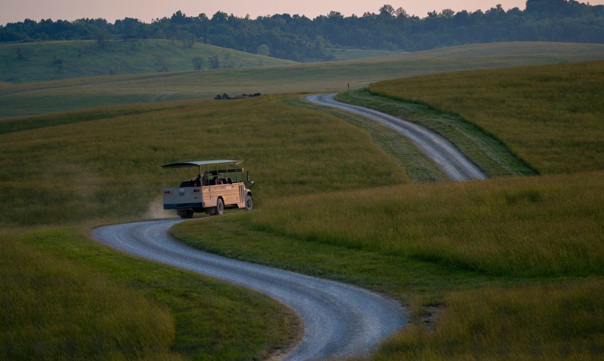 Open-air safari vehicle winding through grassy hills at sunset at The Wilds in Ohio, offering a peaceful and scenic wildlife tour experience.