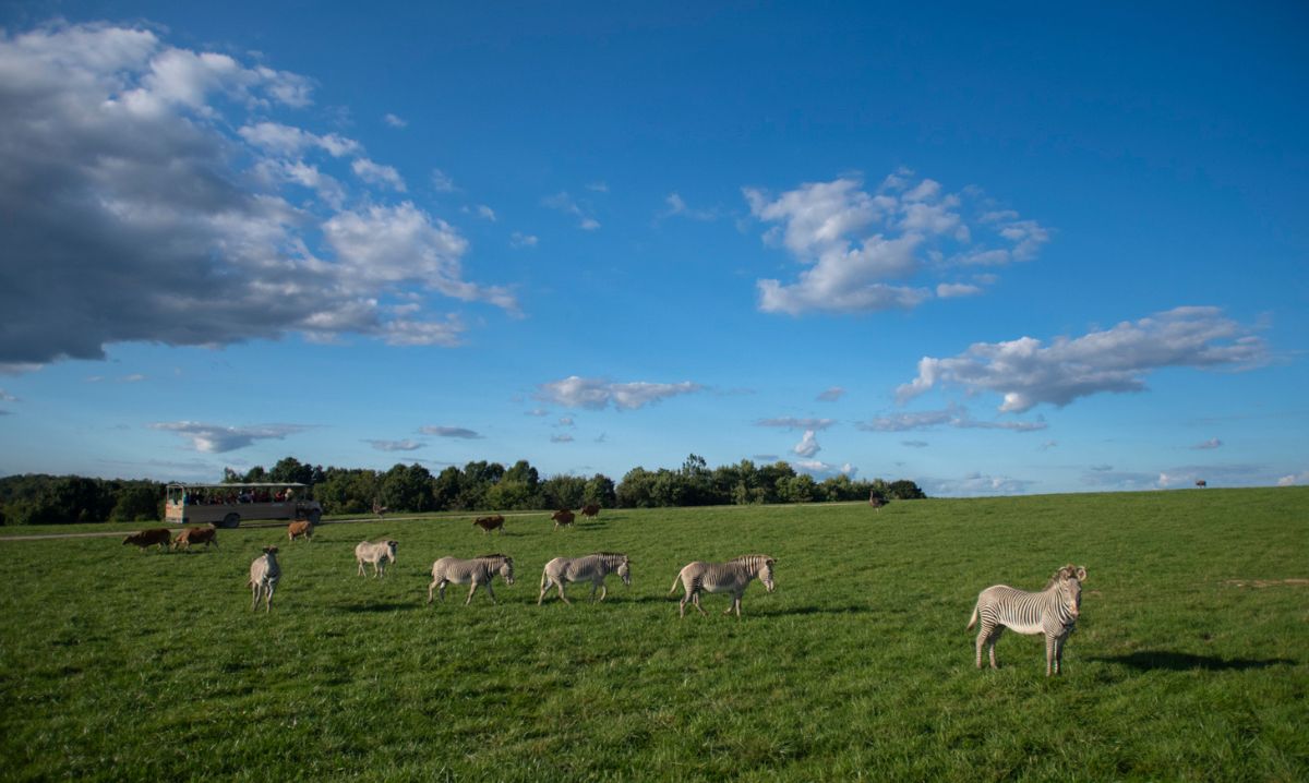 Zebras grazing freely on the open grasslands as a safari bus passes by at The Wilds in Ohio, offering an immersive wildlife tour experience.