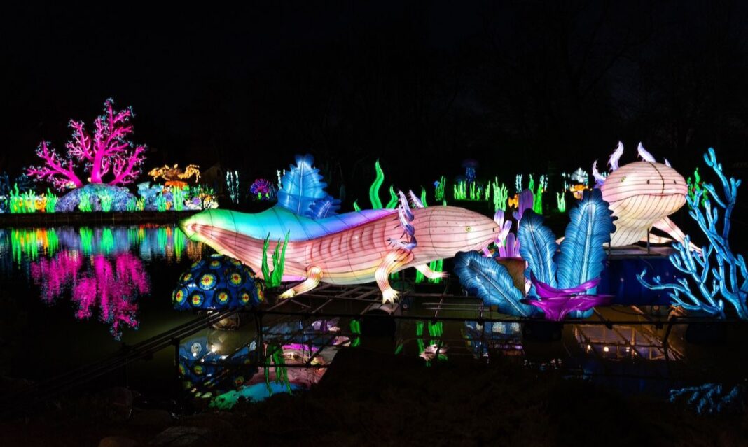 Colorful illuminated axolotl lantern display on the lake at the Glow Wild event in Fort Wayne, surrounded by vibrant underwater-themed lights and decorations.