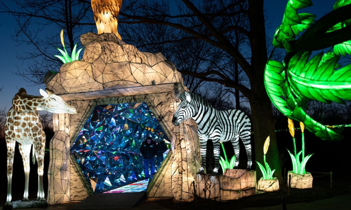 Illuminated giraffe and zebra sculptures at the entrance of a glowing tunnel at Glow Wild in Fort Wayne, surrounded by colorful jungle-themed lights.