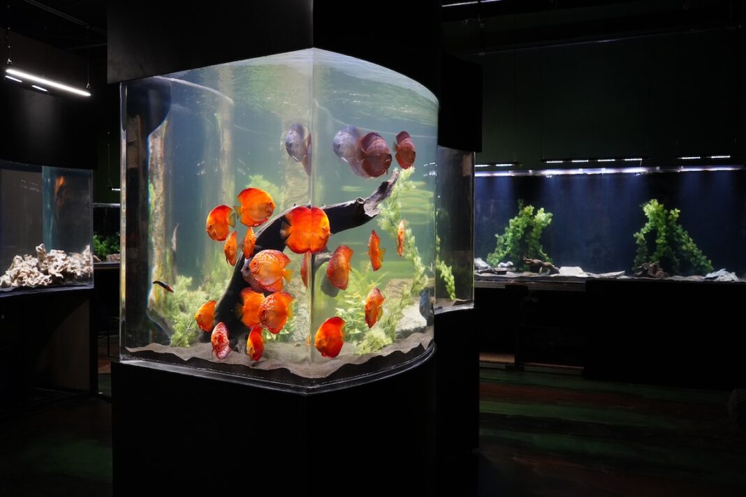 Colorful tropical fish swim in a large tank at LegaSea Aquarium, a popular family attraction featuring immersive aquatic exhibits.