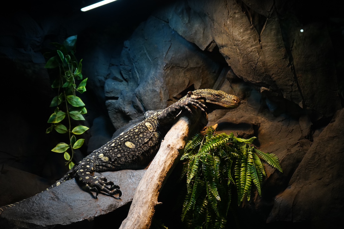 A monitor lizard rests on a branch in a tropical habitat display at LegaSea Aquarium, showcasing exotic reptiles in a naturalistic setting.