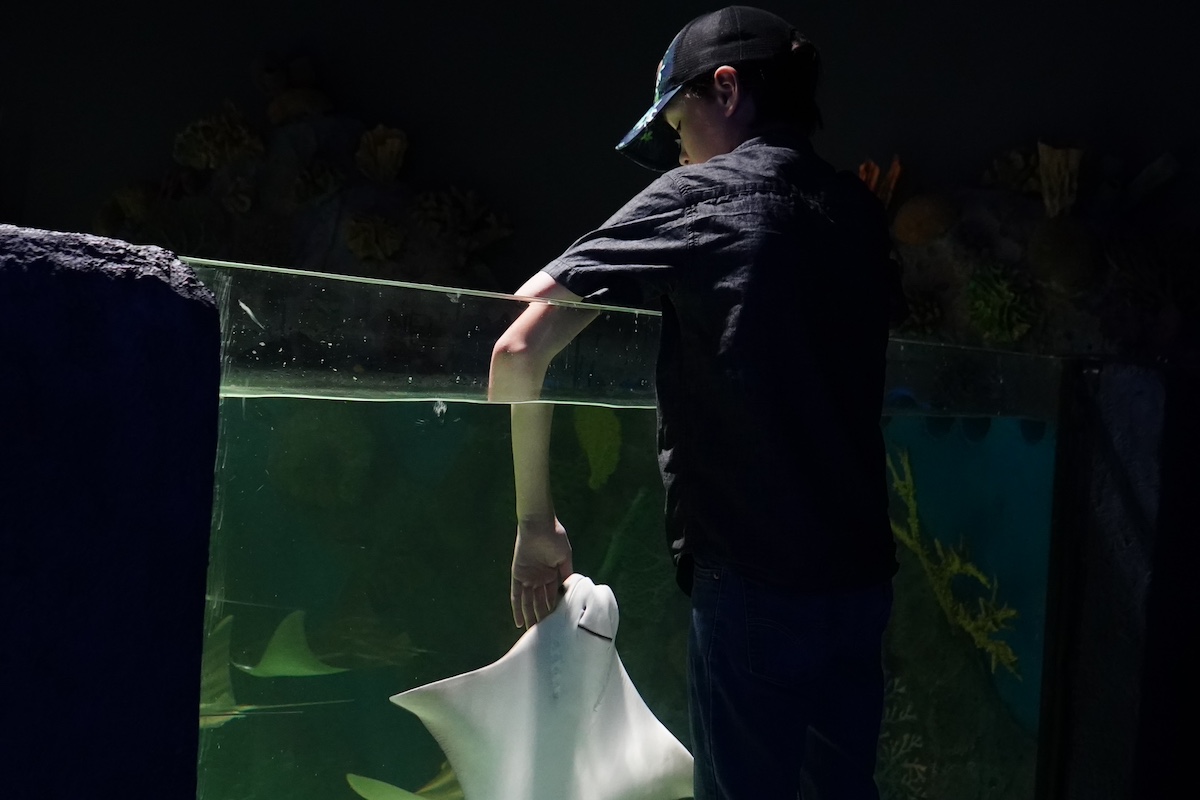 A young visitor interacts with a stingray at the touch tank exhibit at LegaSea Aquarium, offering a hands-on marine life experience.