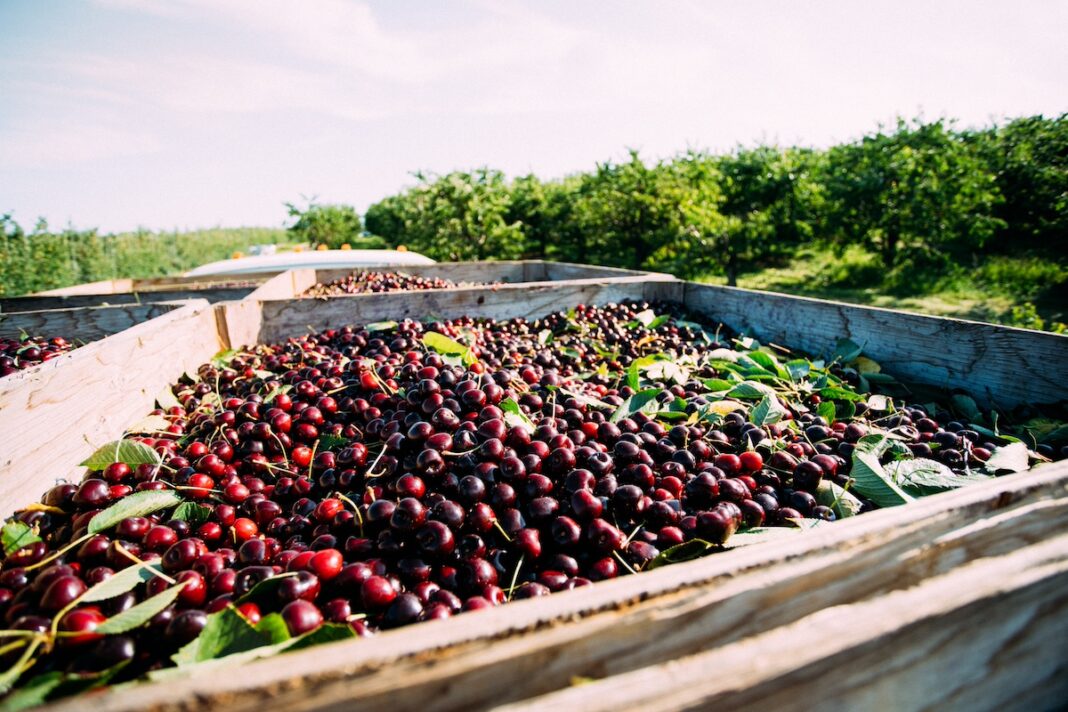 Freshly harvested cherries during Traverse City’s National Cherry Festival — a fun and flavorful family-friendly event showcasing local agriculture and traditions.