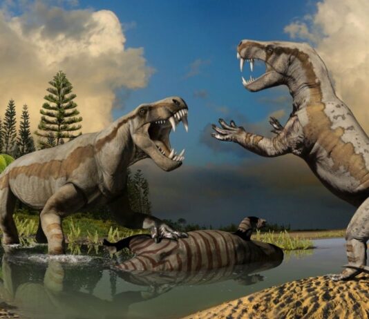 Life-size models of gorgonopsids fighting in the Permian Monsters exhibit at Cranbrook Institute of Science