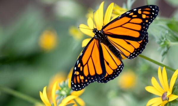 Monarch butterfly perched on a yellow flower in a summer garden.