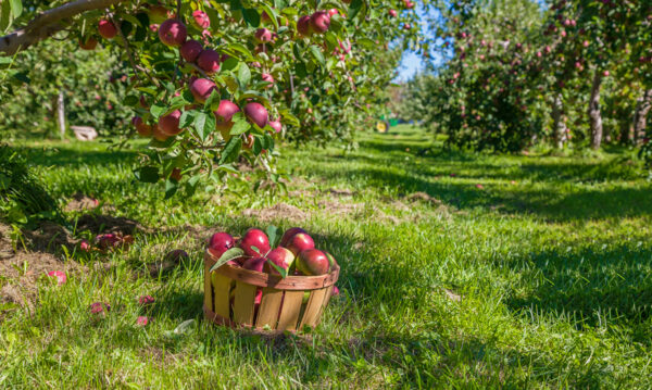 Basket of red apples sitting in the grass under an apple tree in a sunny orchard.
