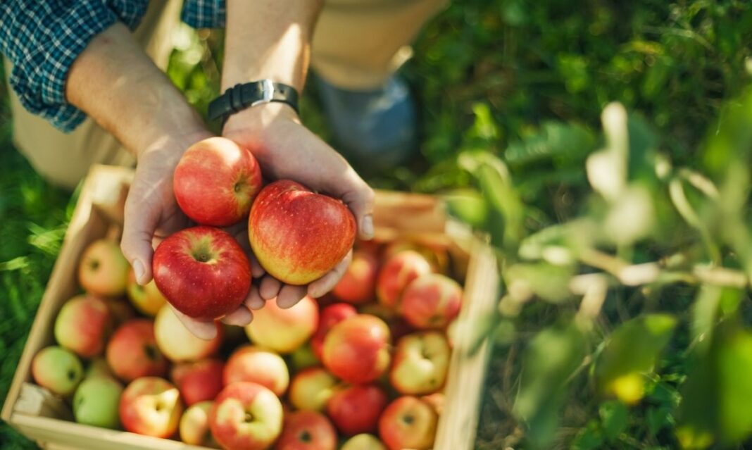 Hands holding freshly picked apples over a crate full of apples, representing fall festivals and apple-themed events near Rochester Hills.