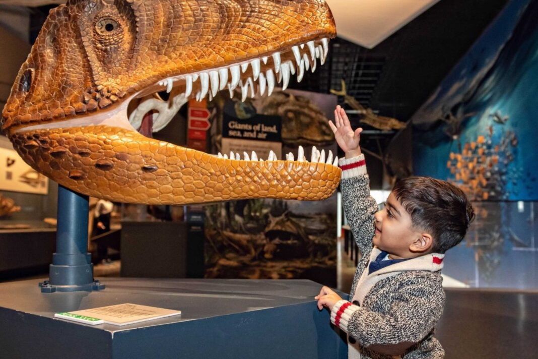 Young boy reaches toward a giant dinosaur head display at the University of Michigan Museum of Natural History’s Dinosaur Discovery.