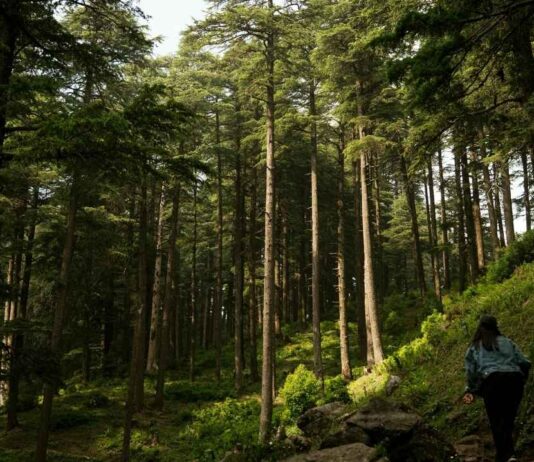 Big Foot Hike in Canton Person hiking along a wooded trail surrounded by tall trees during the Big Foot Hike in Canton at the Lower Rouge Trail