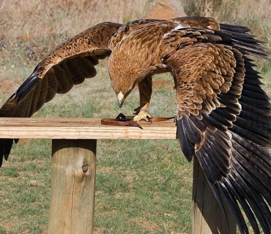 Birds of Prey at Huron-Clinton Metroparks Golden eagle spreads its wings on a wooden perch, showcasing large brown feathers and powerful talons in a natural setting.