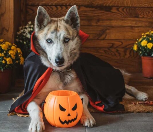 Pumpkins and Pups at Canton Dog Park Dog in Halloween costume with pumpkin bucket at Pumpkins and Pups event in Canton Michigan