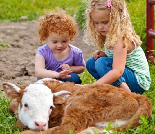 Children pet a young dairy calf while learning about farm animals at the Barnyard Buddies Greenmead event in Livonia.