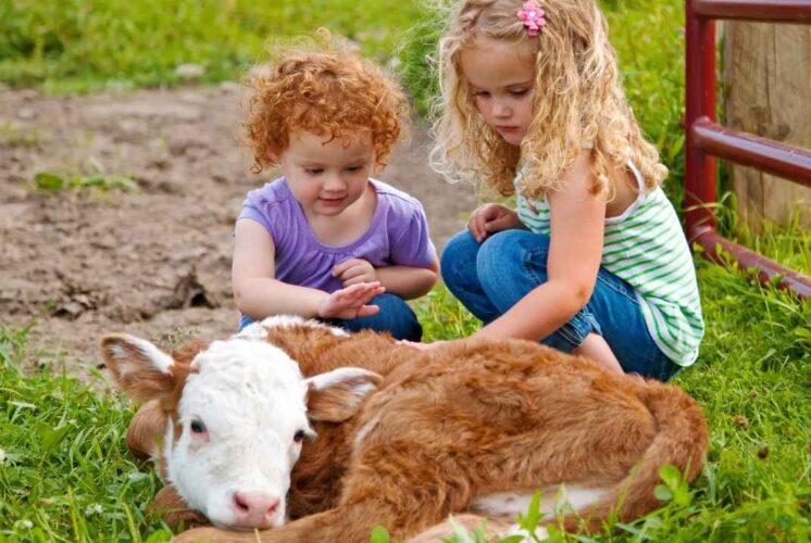 Children pet a young dairy calf while learning about farm animals at the Barnyard Buddies Greenmead event in Livonia.