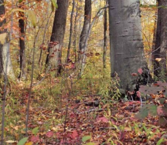 Colorful autumn trees and leaves in the forest near the Eddy Discovery Center during the Fall Color Ramble nature hike in Chelsea.
