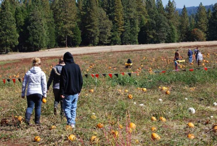 Families walking through a pumpkin field during the Rumblin’ Tumblin’ Pumpkin Rolldown at Spindler Park in Eastpointe.