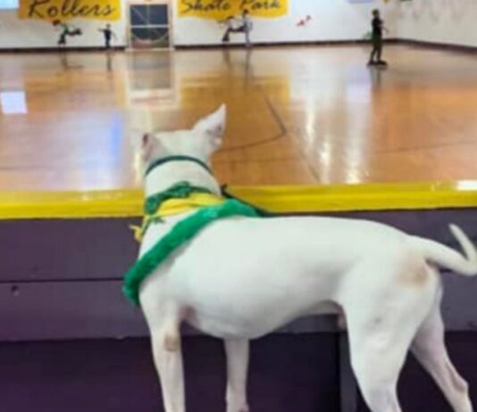 A dog wearing a green scarf watches skaters at the Halloween Roller Skating event in Belleville supporting Friends of Michigan Animals Rescue.