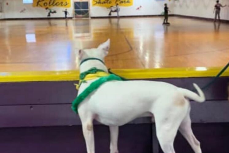 A dog wearing a green scarf watches skaters at the Halloween Roller Skating event in Belleville supporting Friends of Michigan Animals Rescue.
