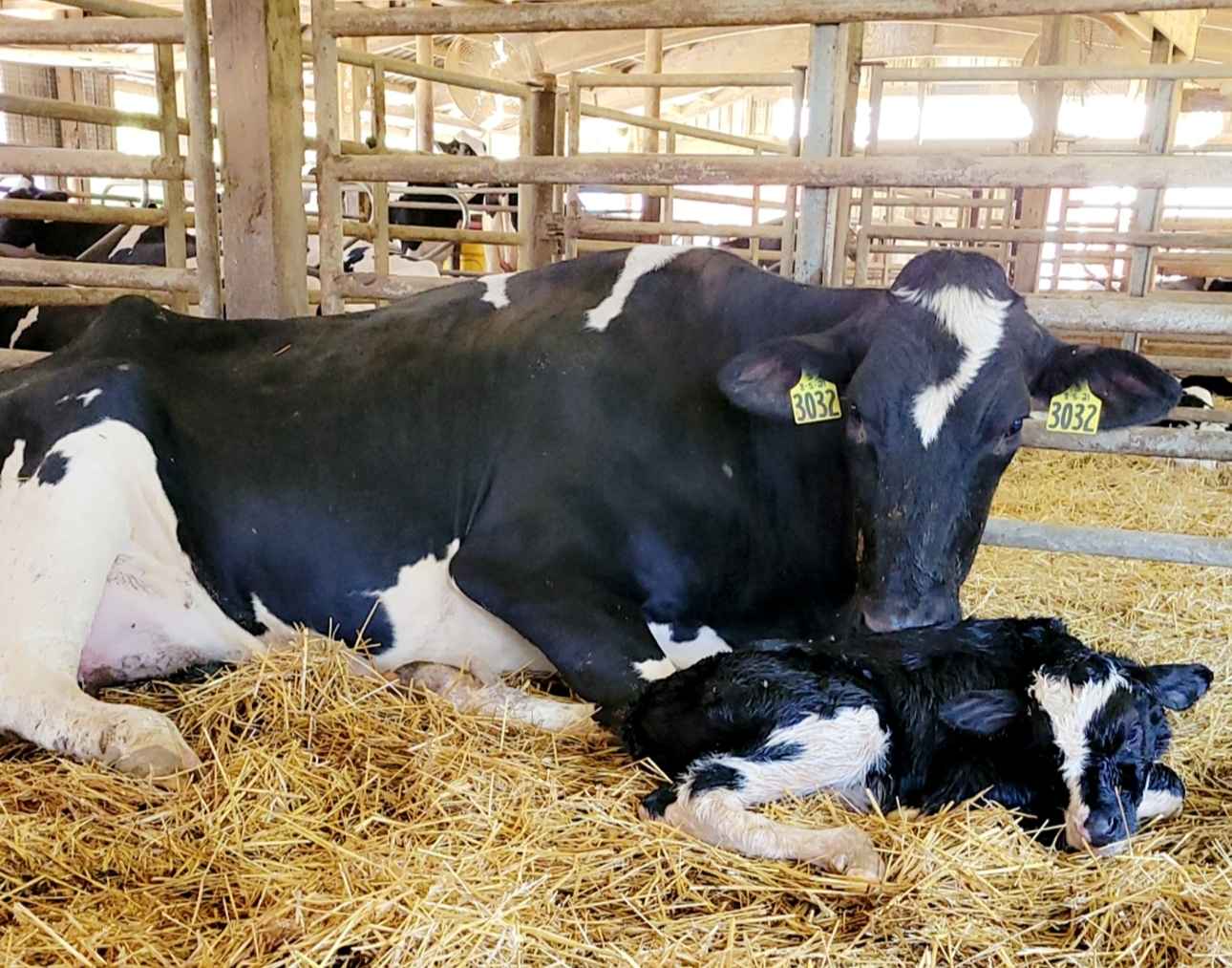 A cow rests beside her newborn calf in a Michigan dairy barn, showing the care and comfort behind local milk and comfort food production.