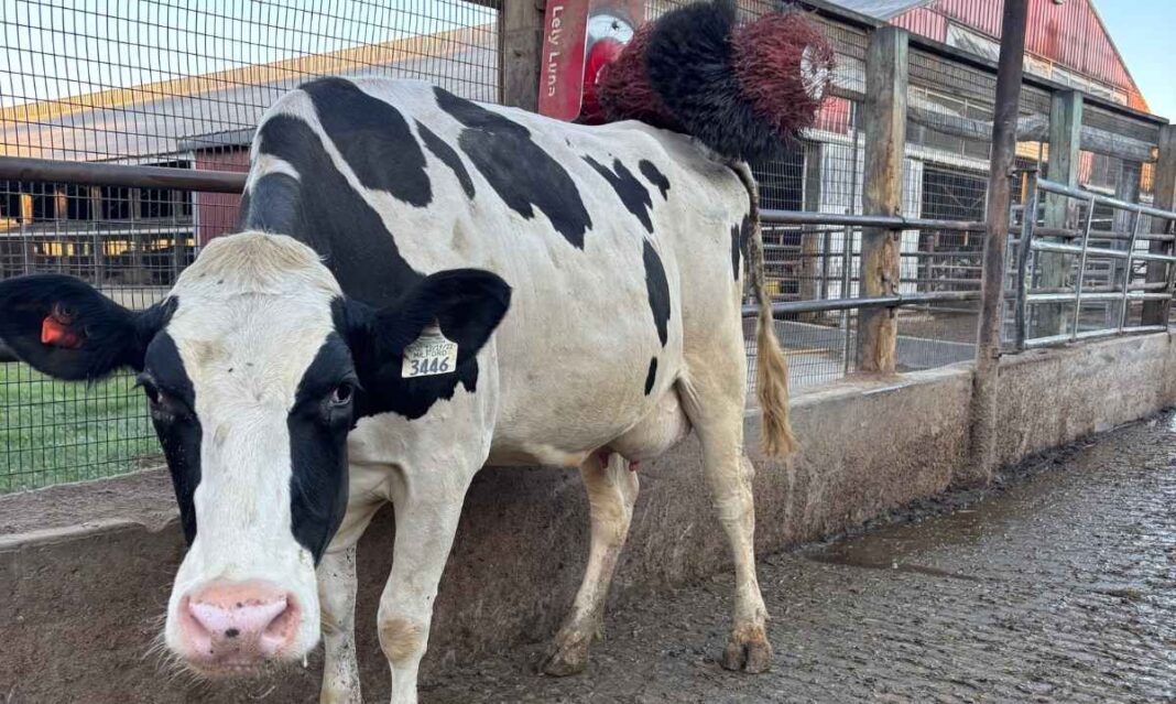 Cow enjoys an automatic brush at a Michigan dairy farm, showing how cow comfort and care lead to quality milk and comfort food.
