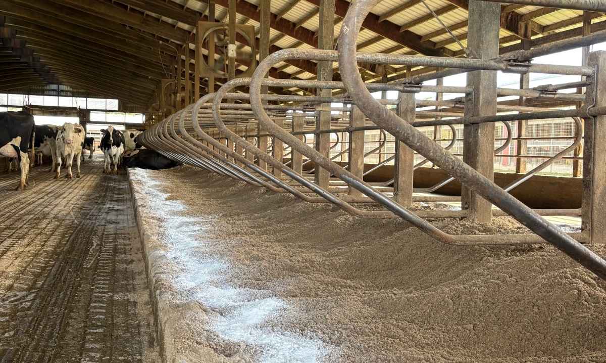 Fresh sand bedding in a Michigan dairy barn shows how farmers maintain cow comfort and cleanliness to support quality milk production.
