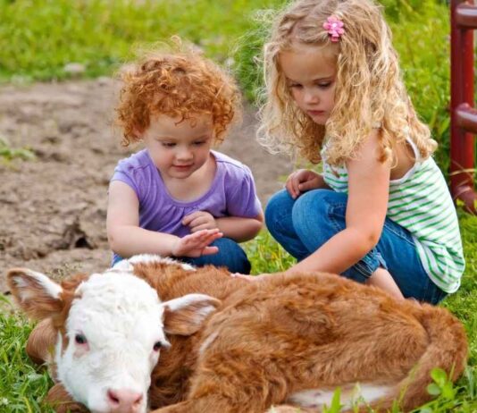 Two young children pet a dairy calf during the Barnyard Buddies program at Greenmead Historical Park, a fun farm learning event.