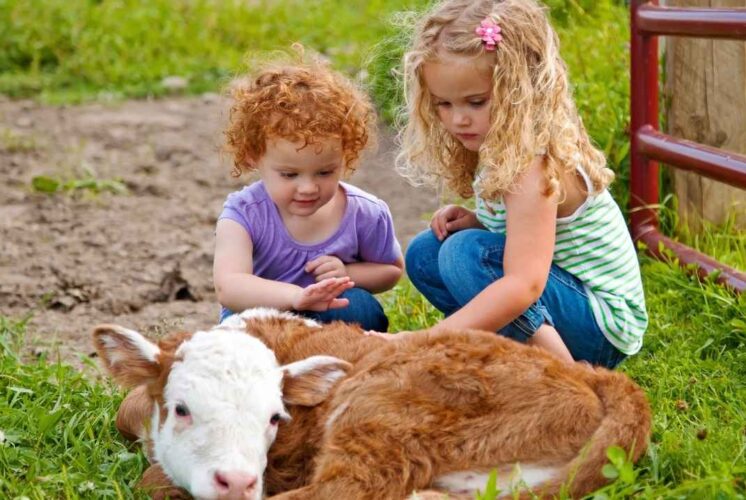 Two young children pet a dairy calf during the Barnyard Buddies program at Greenmead Historical Park, a fun farm learning event.