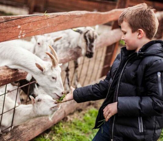 Feeding Time in the Nature Center at Stony Creek Metropark A young boy feeds goats during Feeding Time in the Nature Center at Stony Creek Metropark while learning about animals and their diets.