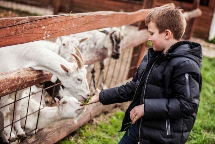 A young boy feeds goats during Feeding Time in the Nature Center at Stony Creek Metropark while learning about animals and their diets.