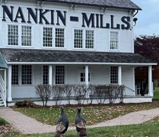 Home School Turkeys at Nankin Mills Interpretive Center Two turkeys walk outside Nankin Mills Interpretive Center, where kids learn about wildlife during the Home School Turkeys program.