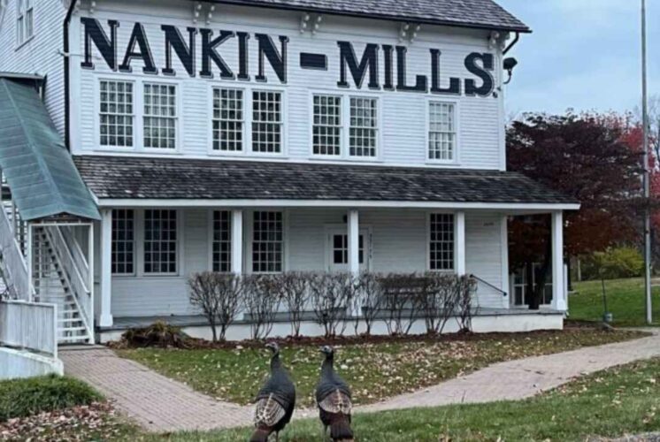 Two turkeys walk outside Nankin Mills Interpretive Center, where kids learn about wildlife during the Home School Turkeys program.