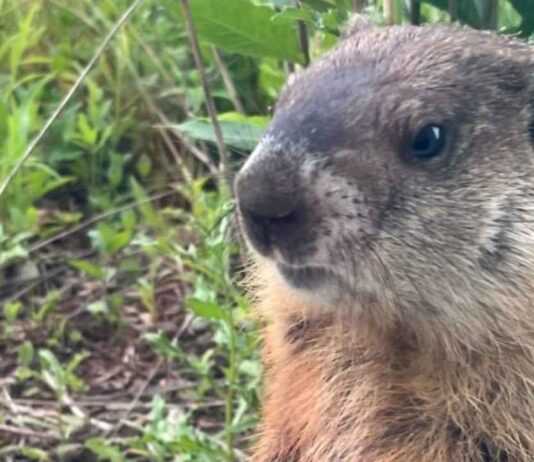Nature Tater Tots at Nankin Mills Interpretive Center A close-up of a groundhog surrounded by grass during the Nature Tater Tots program at Nankin Mills, where kids learn about animals in fall.