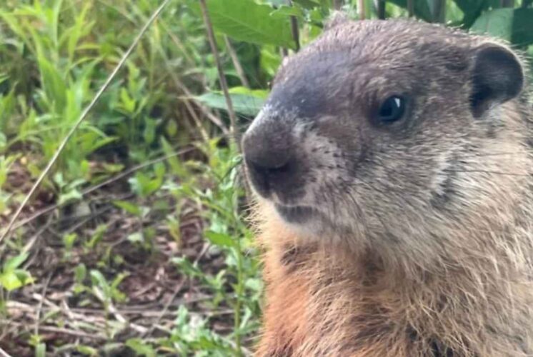 A close-up of a groundhog surrounded by grass during the Nature Tater Tots program at Nankin Mills, where kids learn about animals in fall.
