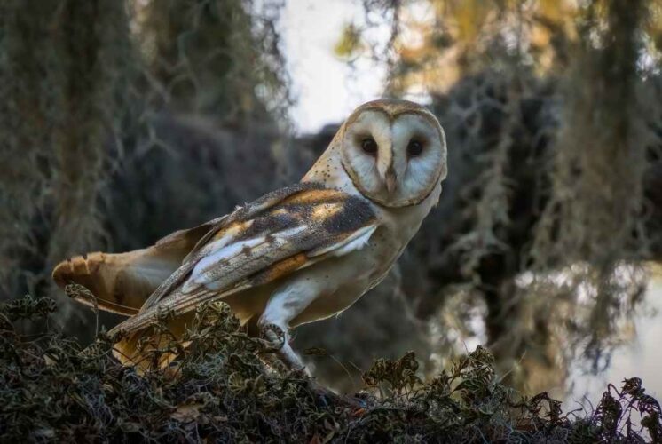Barn owl perched on a tree branch at night during the Owl Prowl family event at Leslie Science & Nature Center.
