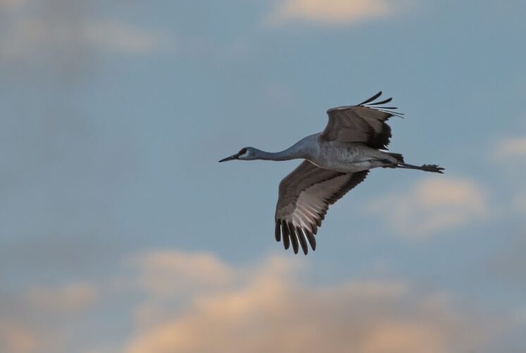 A Sandhill crane soars across the evening sky during the Sandhill Crane Tour in Chelsea, where families watch the birds gather for migration.
