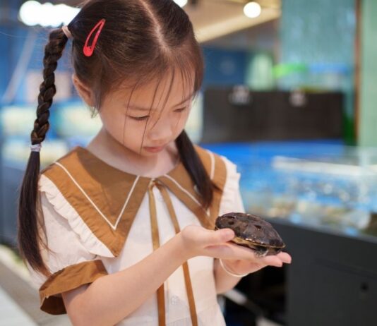 Home school reptile and amphibian encounter at Nankin Mills Home school reptile and amphibian encounter Nankin Mills showing a child holding a turtle during a hands on animal learning program