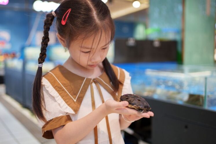 Home school reptile and amphibian encounter Nankin Mills showing a child holding a turtle during a hands on animal learning program