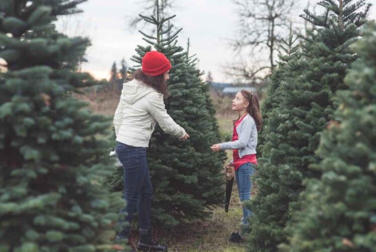 A parent and child look at Christmas trees similar to the decorated displays at Trees for a Cause at The Village of Rochester Hills during the holiday season