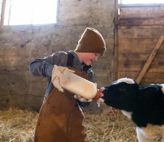Child feeds a calf during Feeding Time in the Nature Center, a hands on family program at Stony Creek Metropark nature center