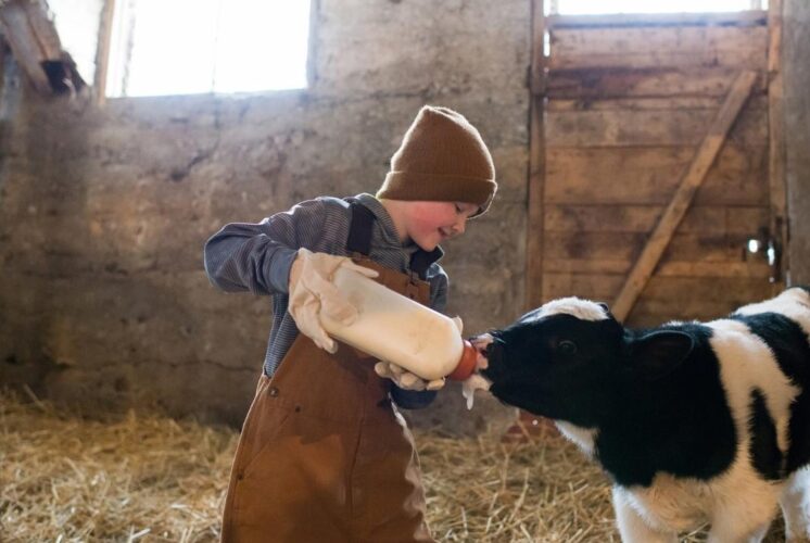 Child feeds a calf during Feeding Time in the Nature Center, a hands on family program at Stony Creek Metropark nature center