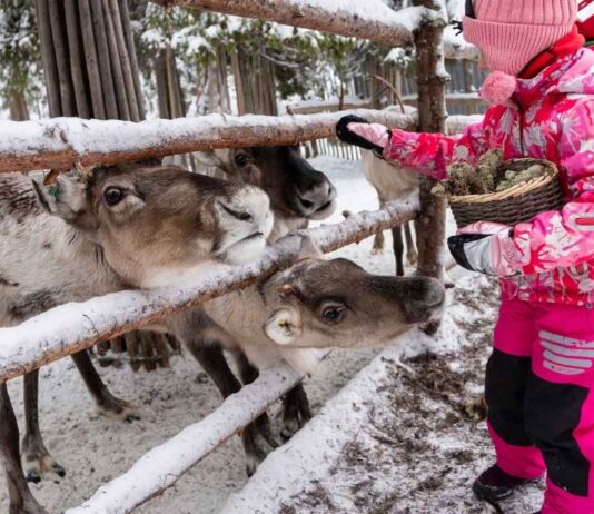 Feeding Time in the Nature Center at Stony Creek Metropark Child feeding animals during Feeding Time in the Nature Center at Stony Creek Metropark, a free family wildlife experience